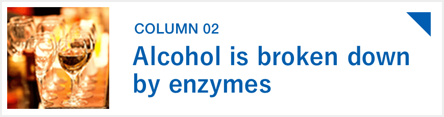 Alcohol is broken down by enzymes